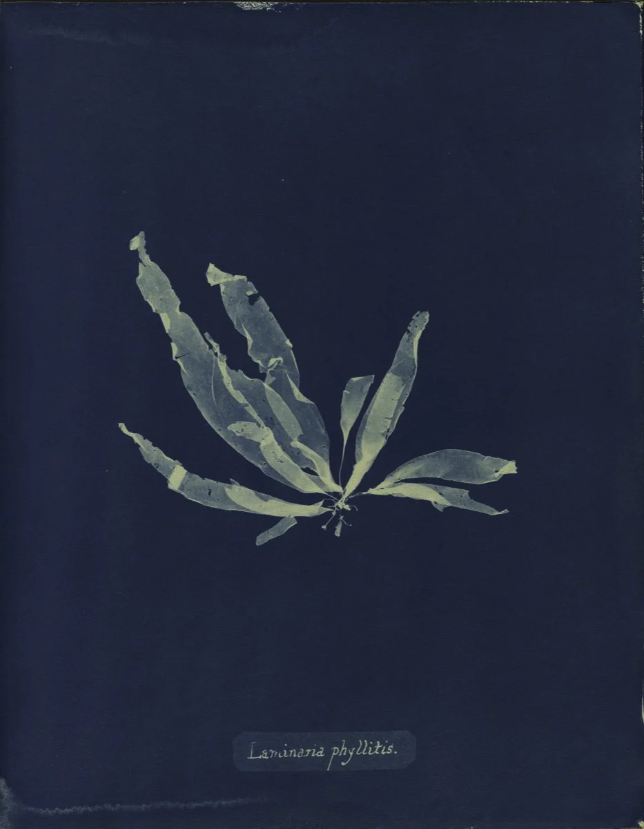 Anna Atkins, Laminaria Phyllitis Anna Atkins, Laminaria Phyllitis